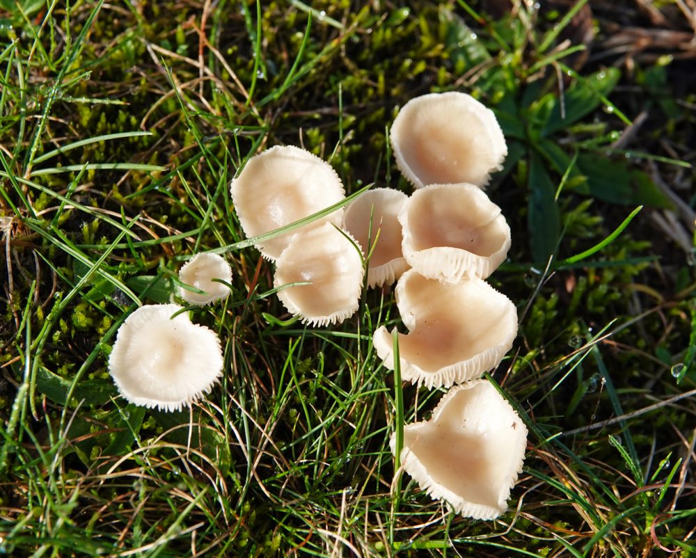 weidekringzwam