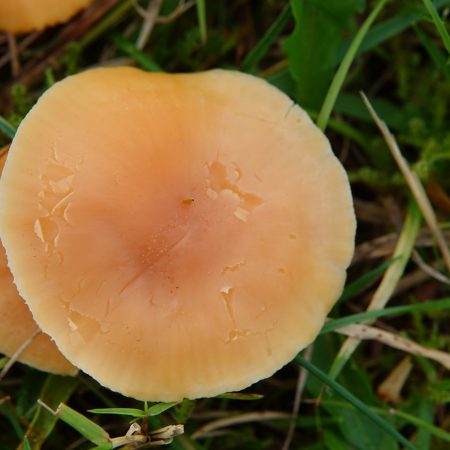 weidewasplaat