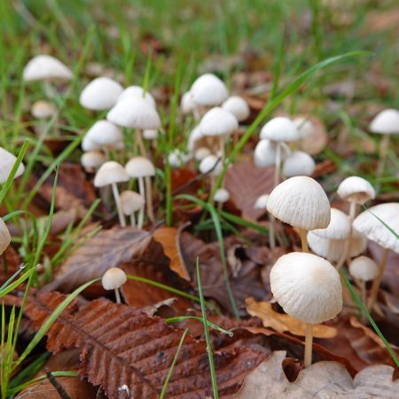 witte satijnvezelkop