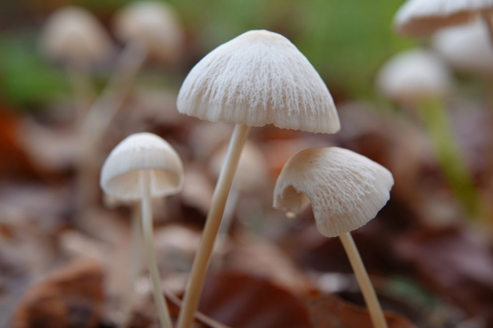 witte satijnvezelkop