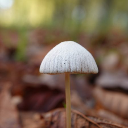 witte satijnvezelkop