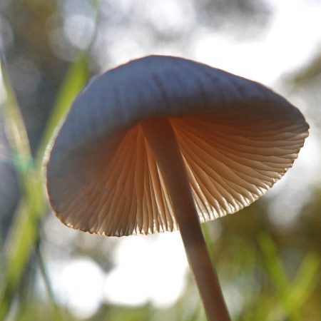 witte satijnvezelkop