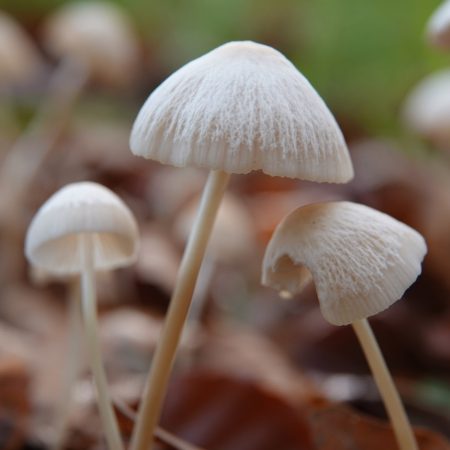 witte satijnvezelkop