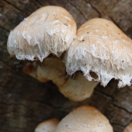 wollige bundelzwam