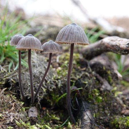 zwarte melksteelmycena