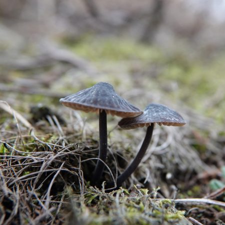zwarte melksteelmycena