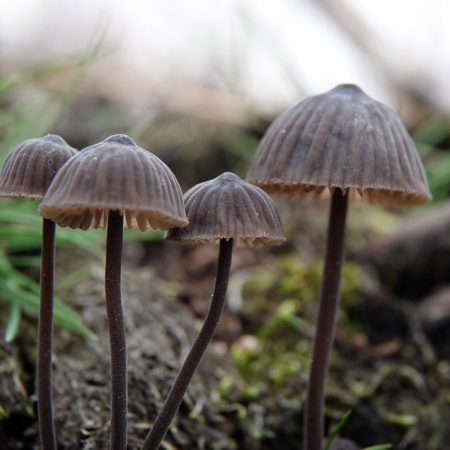 zwarte melksteelmycena