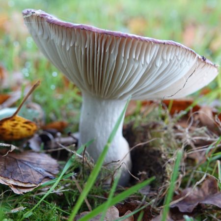 zwartpurperen russula