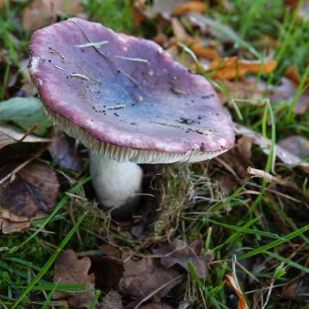 zwartpurperen russula