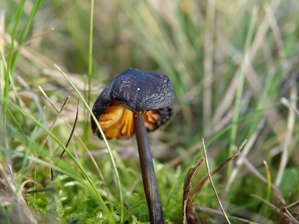 Zwartwordende wasplaat in de Onlanden