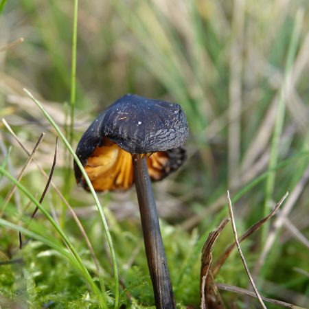 zwartwordende wasplaat