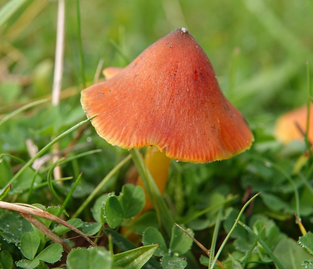 Zwartwordende wasplaat in de Onlanden