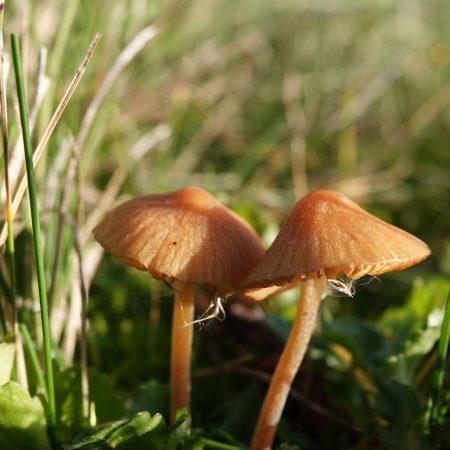 zwartwordende wasplaat