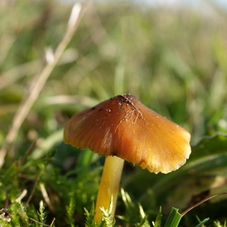 zwartwordende wasplaat