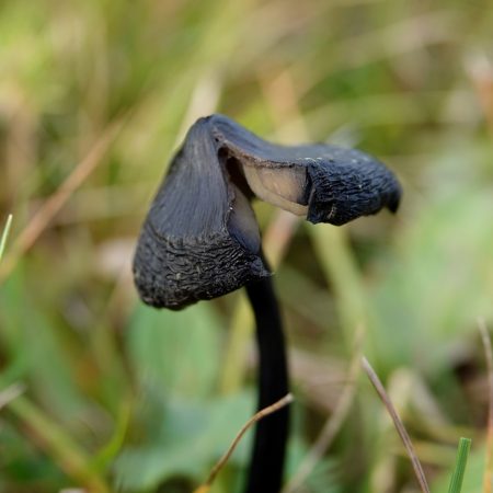 zwartwordende wasplaat