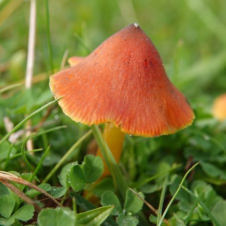 zwartwordende wasplaat