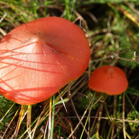 zwartwordende wasplaat