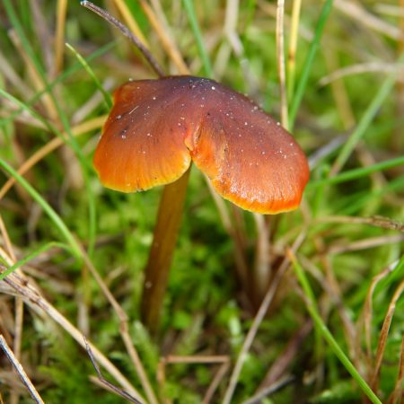 zwartwordende wasplaat
