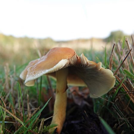 zwavelkop (soort onbekend)